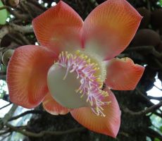 Tako cveti drevo sadeža cannonball - topovske krogle